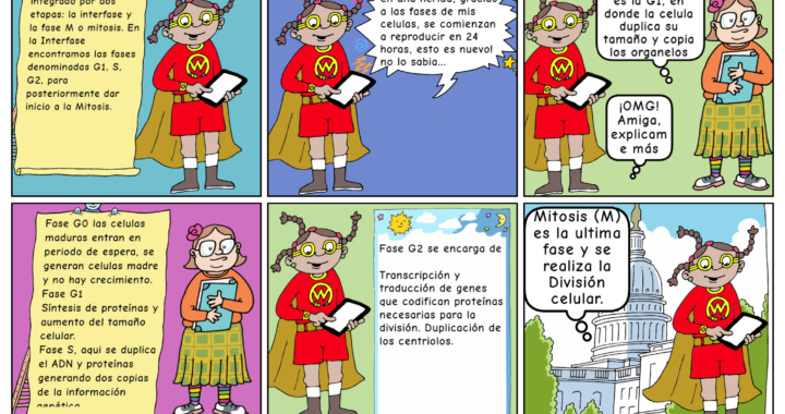 Fases del Proceso Celular